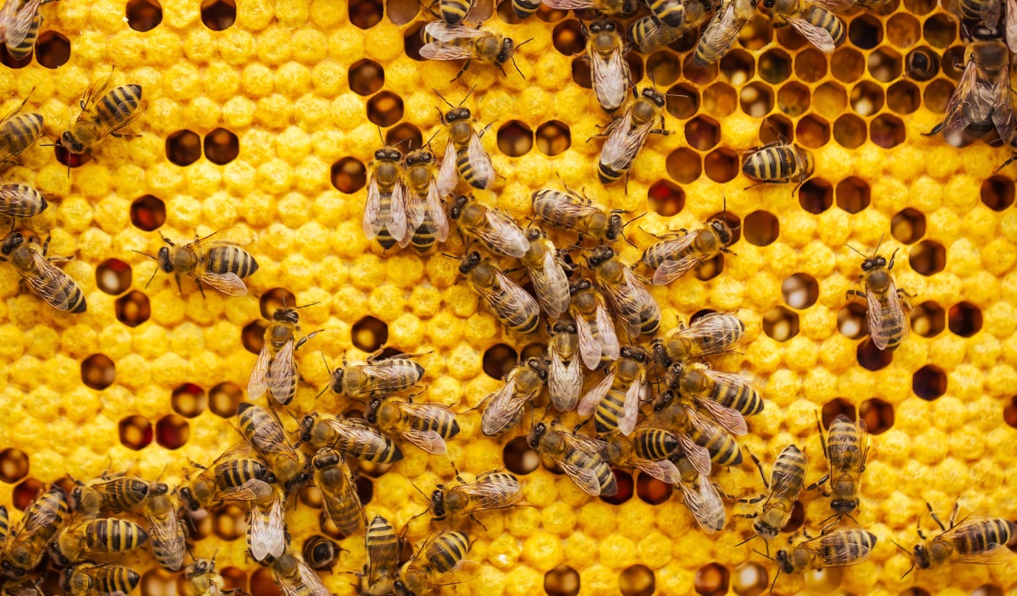 Por qué elegir productos apícolas 100% naturales